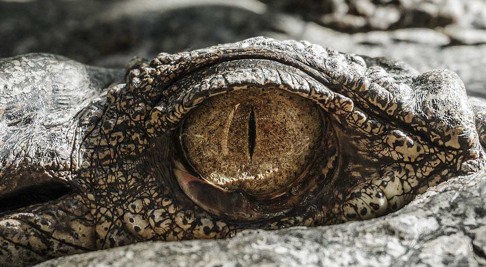 Billie Swamp Safari - Gator Eye