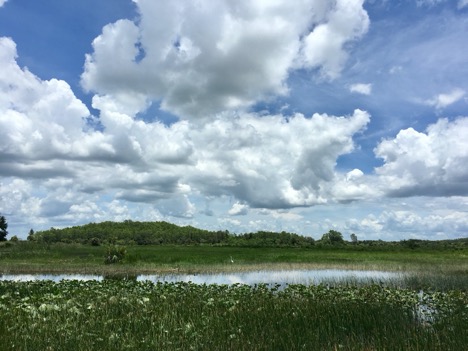 Billie Swamp Safari, Florida Everglades, Everglades, Biodiversity